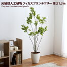 観葉植物 Ficus branch tree 光触媒人工植物 フィカスブランチツリー 高さ1.3m