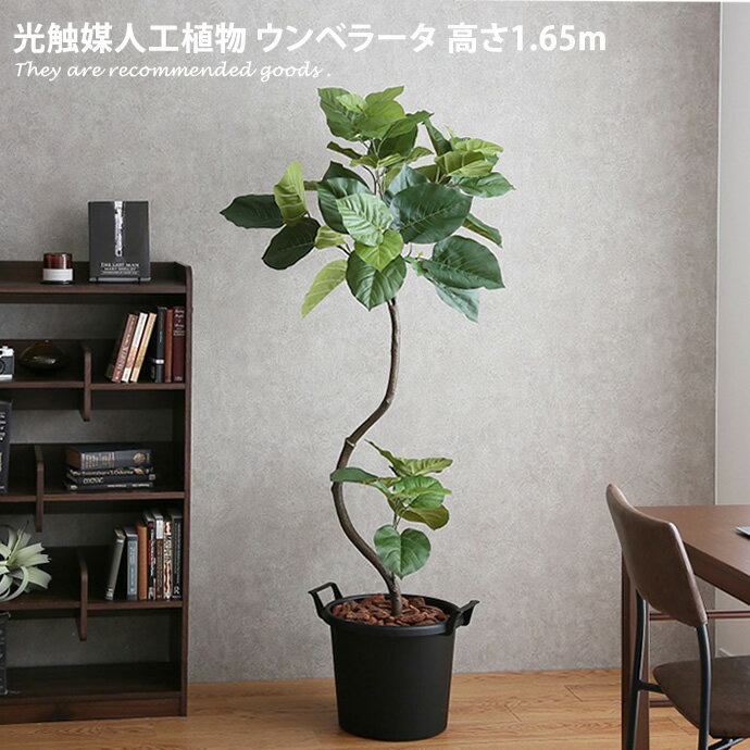 楽天市場】フェイク ウンベラータ(人工観葉植物|造花・人工 楽天市場】フェイク ウンベラータ(人工観葉植物|造花・人工