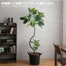 観葉植物 Curve 光触媒人工植物 ウンベラータ 高さ1.65m