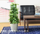 【★クーポンでMAX13%OFF!5/18 0:00〜23:59まで★】光触媒 観葉植物 ポールライムポトス 造花 モダン グリーン 抗菌 ペット 人工植物 北...