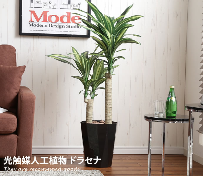 Dracaena  人工植物 ドラセナ 光触媒 観葉植物 水やり不要 お手入れ不要 グリーン リアル