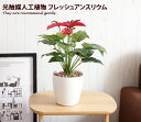 Anthurium Fresh 人工植物 フレッシュアンスリウムM 光触媒 観葉植物 水やり不要 お手入れ不要 グリーン リアル