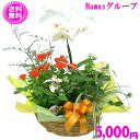 母の日 ギフト★グループプランツ胡蝶蘭5,000円【送料無料】ネット特価!【楽ギフ_包装】【楽ギフ_メッセ】【楽ギフ_メッセ入力】