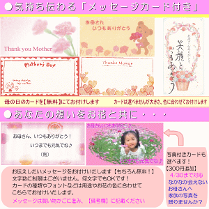 只今特割中!【大人気】2019母の日ラビットプリザシリーズ★いちごレッド!3,200円【送料無料】ネット特価!【楽ギフ_包装】【楽ギフ_メッセ】【楽ギフ_メッセ入力】