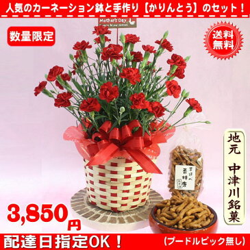 母の日 花とセット★ヘルシー【かりんとう】＆赤カーネーション花鉢5号のセット！3,850円【送料無料】【プードルピック選択可能】【楽ギフ_包装】【楽ギフ_メッセ】【楽ギフ_メッセ入力】2021_花ギフト