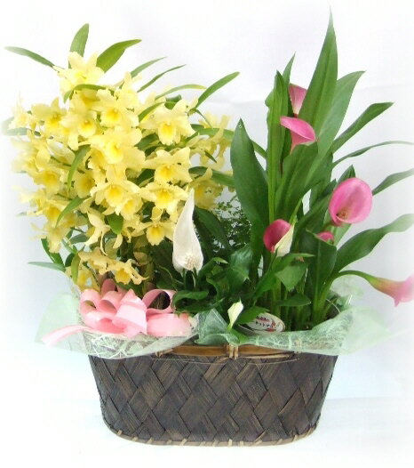 従業員用さんに贈る花★7,000円【送料無料】【あす楽対応】【楽ギフ_包装】【楽ギフ_メッセ】【楽ギフ_メッセ入力】