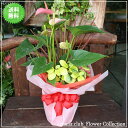 観葉植物★長持ちグループプランツ【美咲】 3,500円【送料無料】【楽ギフ_包装】【楽ギフ_メッセ】【楽ギフ_メッセ入力】