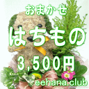 デザイナーにおまかせ★フラワー★鉢物★はちもの・花鉢・グループプランツ3,500円【お祝い・お供え・ビジネス】【品質保証★花】【楽ギフ_包装】【楽ギフ_メッセ】【楽ギフ_メッセ入力】【あす楽対応】 その1