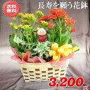 売れてます!長持ち敬老の日【長寿を願う花鉢】がなんと!3,520円【送料無料】【メッセージカード付き】【楽ギフ_メッセ】【楽ギフ_包装】