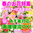 春のお花★お得なデザイナーにおまかせフラワー3,500円【送料無料】【フラワーアレンジ・花束】【写真付きカード選択…