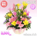 3月の誕生花★ピンクアレンジメント3,500円【送料無料】【あす楽15時】【品質保証★花】【花言葉カード付】【楽ギフ_包装】【楽ギフ_メッセ】【楽ギフ_メッセ入力】フリージア【翌日配達】プレゼント ギ