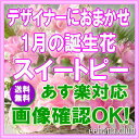 1月の誕生花【スイートピー】デザイナーにおまかせフラワー★3,500円【送料無料】【フラワーアレンジ・花束】【写真付きカード選択可】ネット特価！！【楽ギフ_包装】【楽ギフ_メッセ】【楽ギフ_メッセ入力】【あす楽対応】【HLS_DU】