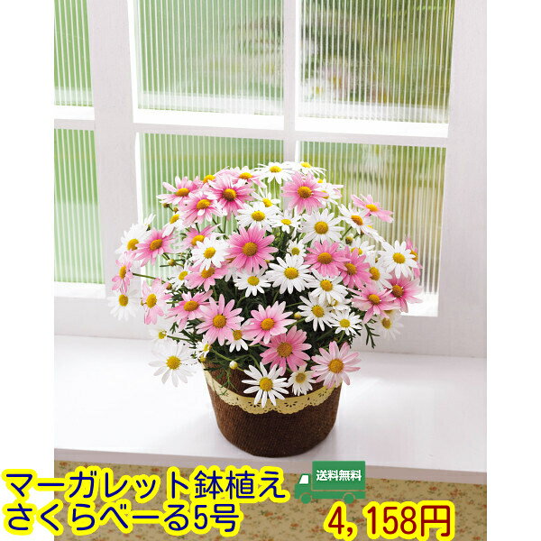 送料無料★母の日　ギフト★マーガレット鉢植え「さくらべーる」5号 贈り物　プレゼント