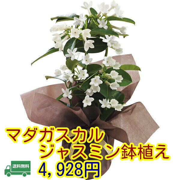 送料無料★母の日　ギフト★マダガスカルジャスミン鉢植え　母の日　贈り物　プレゼント