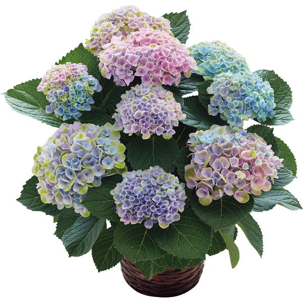 紫陽花の種類と名前 色別 品種の紫陽花を写真で紹介 にわとりぃブログ