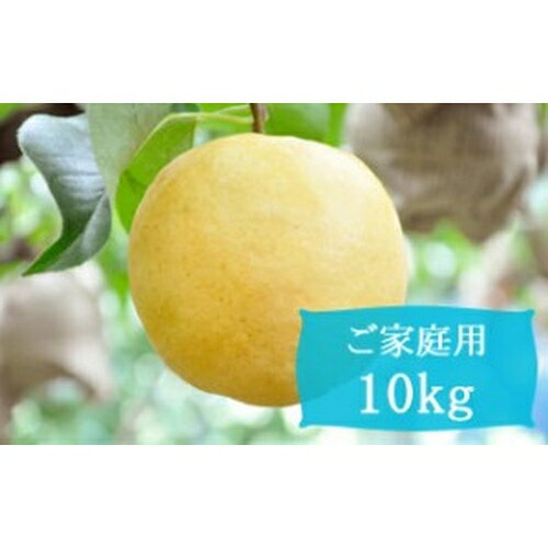 家庭用 梨 新興 10kg 14〜18玉 土田農園 新潟県 三条市 国産 果物 果実 フルーツ 産直のサムネイル
