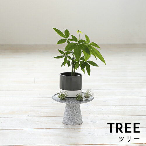 AJI PROJECT TREE ツリー Lサイズ W202×D202×H135 庵治石 植物 生け花 エアプランツ エアープランツ アクセサリー 台 スタンド 小物置き インテリア 飾り Z