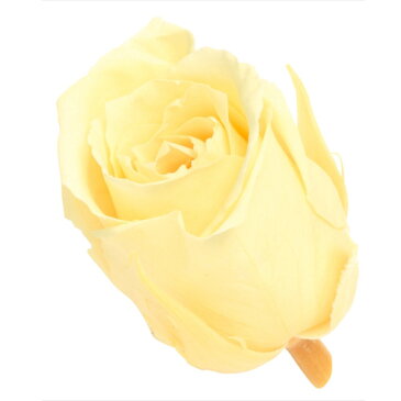 ビビアン 24輪 モーニングイエロー 76-2370-501 プリザーブドフラワー バラ ローズ 薔薇 大地農園 ブーケ リース アレンジ ハーバリウム 松K直送