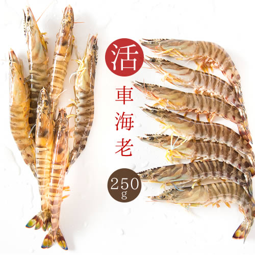 車海老 活 活車海老/約250g 約7〜12尾入り 送料無料 えび・刺身・車エビ・活車海老・活きエビ お歳暮 ギフトのサムネイル