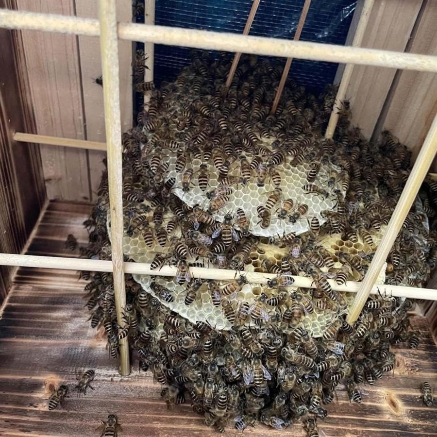 重箱式 杉材 防水性と防食性 巣箱 自然造蜜 煮蝋 格子箱 3 5階 蜜蜂巣箱 ミツバチ 蜂ハイブ 養蜂用具 蜜蜂飼育箱 巣枠不要 養蜂箱の商品画像 2