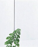 �� ������륭�㥹���� Ʃ�� 2��600��900 ��ʥ� AC00269