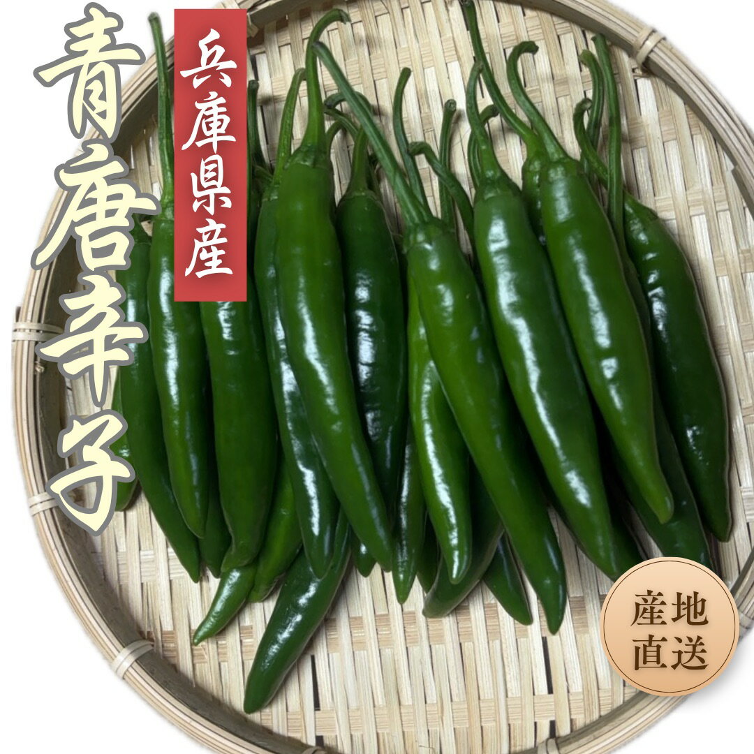 兵庫県産 青唐辛子 【 200g 】 国産 生 青とうがらし プッコチ 産地直送 トウガラシ 生野菜 薬味 とうがらし 韓国料理 生唐辛子 辛いもの 新鮮 青トウガラシ 炒め物 焼肉 青唐 漬け 辛味 唐辛子 食材 国産青唐辛子 野菜宅配 農家直送 産直 野菜 国産唐辛子