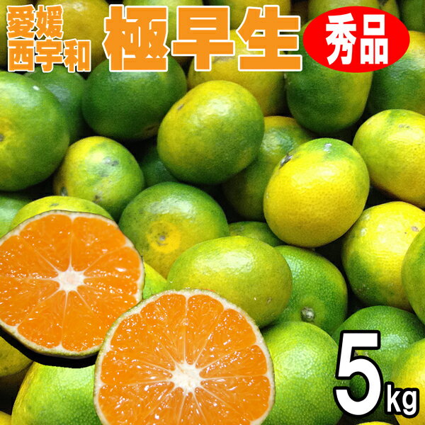 愛媛みかん 西宇和産 極早生 秀品ギフト贈答用 5kg 送料無料