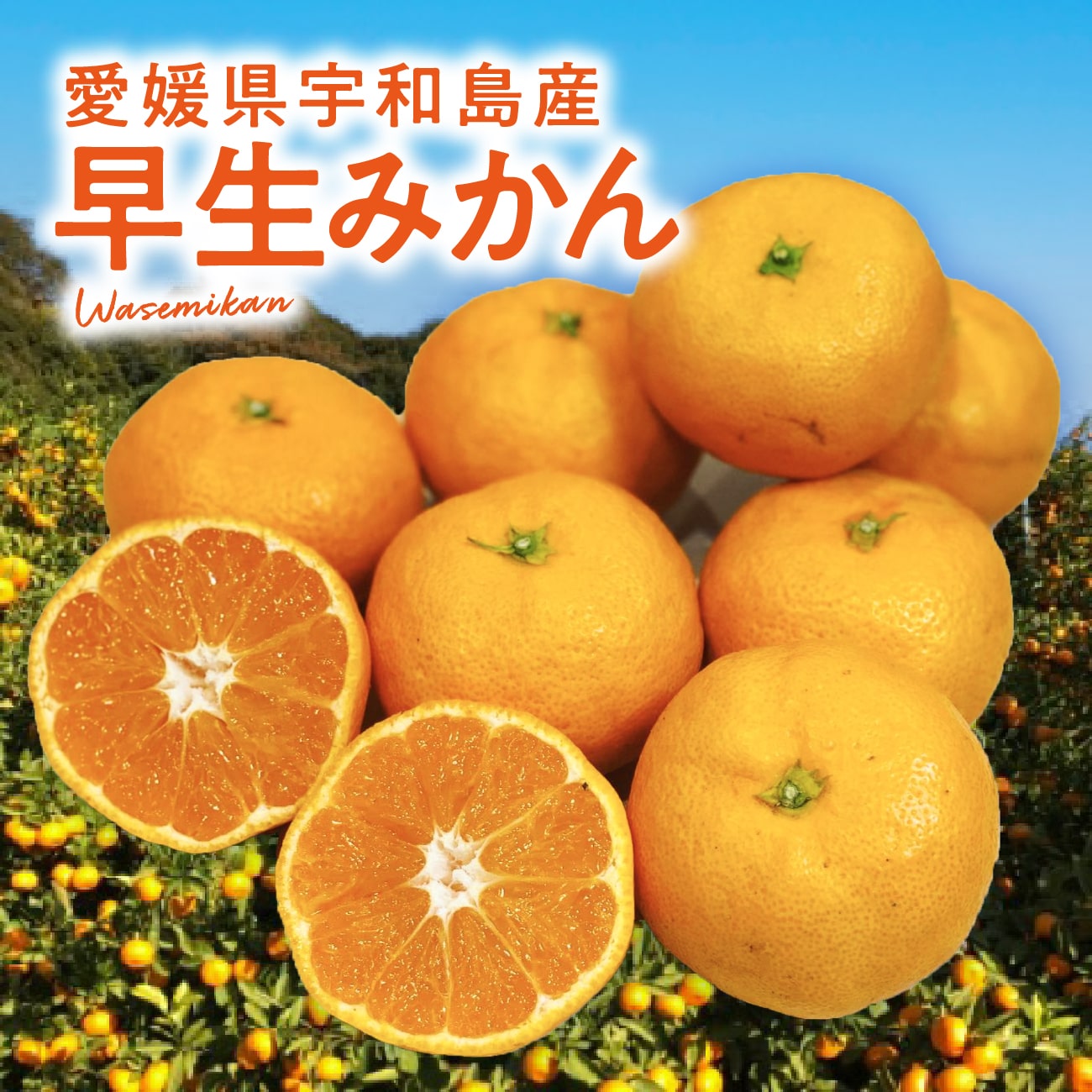 【送料無料】愛媛 宇和島産 早生みかん 3kg〜10kg ご家庭用【11月初旬以降発送】｜ 愛媛みかん 温州みかん みかん 柑橘 蜜柑 ミカン フルーツ 3kg 5kg 10kg 果物 愛媛県 大きさお任せ ご自宅用 訳あり 期間限定 ギフト 【お歳暮・冬ギフト】のサムネイル