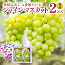 【送料無料】シャインマスカット 秀品 2房入り【8月下旬頃より発送】|愛媛県産 JA愛媛たいき シャイン マスカット ぶどう ブドウ 葡萄 お取り寄せ グルメ ...