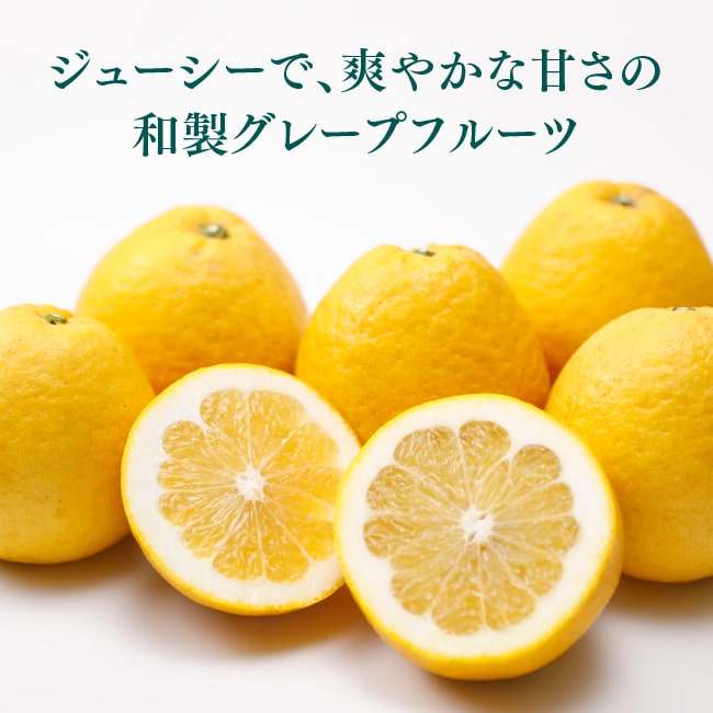 みしょうごーるど 秀品 20〜24玉入り｜愛媛県産 愛南町 愛媛みかん 河内晩柑 美生 みしょう 美生柑 フルーツ くだもの 期間限定 ギフト 贈答用 贈り物 プレゼント 送料無料 母の日・父の日
