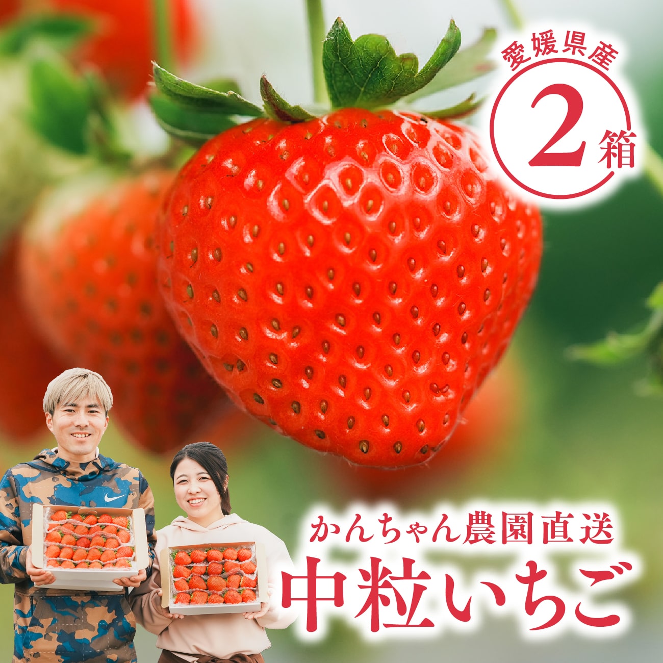 いちご 【 送料無料 】新鮮朝採り 宇和いちご 中粒2箱【4/1〜発送】｜かんちゃん農園 かおりの 愛媛 宇和町 いちご 苺 名産品 ギフト 贈り物 プレゼント スイーツ 御祝い 産直 母の日