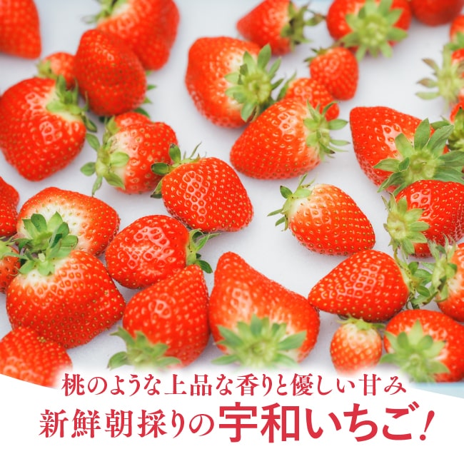 【 送料無料 】新鮮朝採り 宇和いちご 特大1箱【2月初旬から順次発送】｜かんちゃん農園 かおりの 愛媛 宇和町 特大 いちご 苺 名産品 ギフト 贈り物 プレゼント スイーツ 御祝い 産地直送