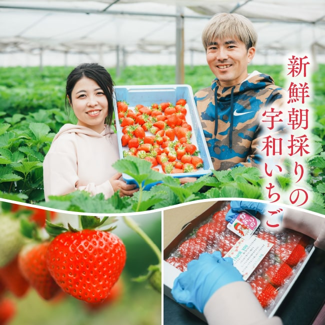 【 送料無料 】新鮮朝採り 宇和いちご 特大1箱【2月初旬から順次発送】｜かんちゃん農園 かおりの 愛媛 宇和町 特大 いちご 苺 名産品 ギフト 贈り物 プレゼント スイーツ 御祝い 産地直送