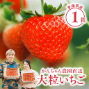 【 送料無料 】新鮮朝採り 宇和いちご 大粒1箱【11月初旬から順次発送】|かんちゃん農園 かおりの 愛媛 宇和町 いちご 苺 名産品 ギフト 贈り物 プレゼント スイーツ 御祝い 産直 母の日