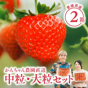 【 送料無料 】新鮮朝採り 宇和いちご 中粒・大粒セット【2月初旬から順次発送】|かんちゃん農園 かおりの 愛媛 宇和町 中粒いちご 大粒いちご 苺 名産品 ギフト 贈り物 プレゼント スイーツ 御祝い 産直 母の日