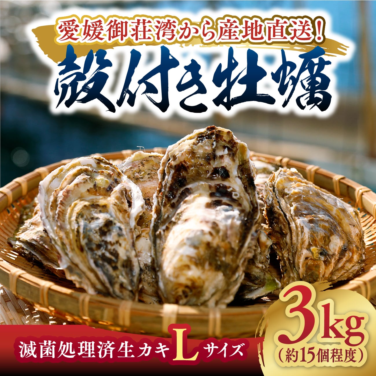【 送料無料 】滅菌処理済 愛南活かき Lサイズ 3kg 約15個程度｜上甲商会 愛媛 愛南町 御荘湾 殻付き牡蠣 カキ 生カキ 大粒 プリプリ 産地直送 名産品