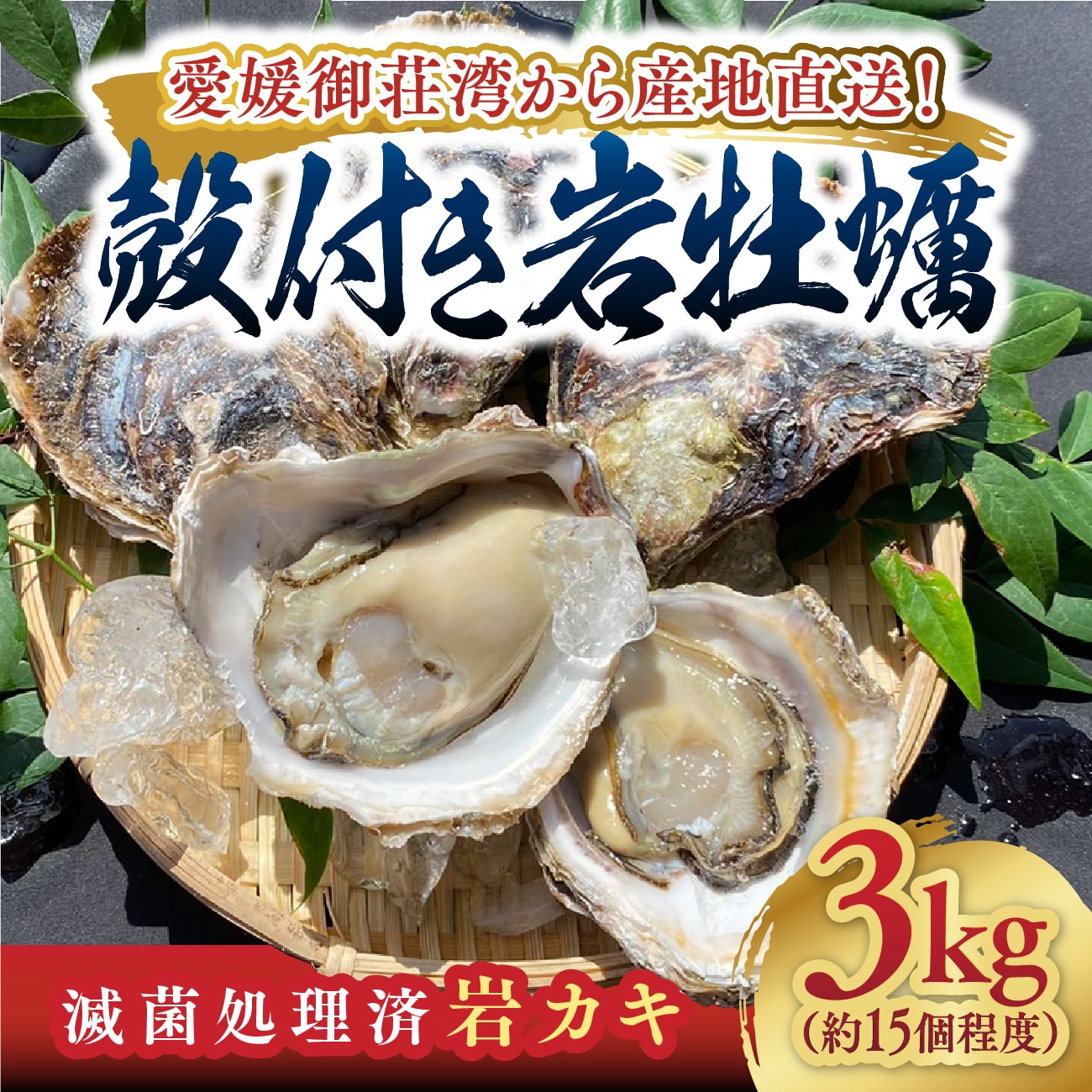 【 送料無料 】滅菌処理済 愛南 岩牡蠣 3kg 約15個程度【5月末以降発送】｜上甲商会 愛媛 愛南町 御荘湾 殻付き 牡蠣 岩カキ 夏牡蠣 生カキ 大粒 分厚い 濃厚 クリーミー ミネラル プリプリ 産地直送 名産品 お中元