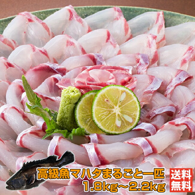 高級魚マハタまるごと一尾 1.5kg〜2.2kg｜ラウンド【