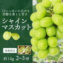 ぶどう シャインマスカット 贈答用 約1kg 2房~3房 愛媛産 送料無料 産地直送 柑橘 フルーツ 果物 ギフト プレゼント