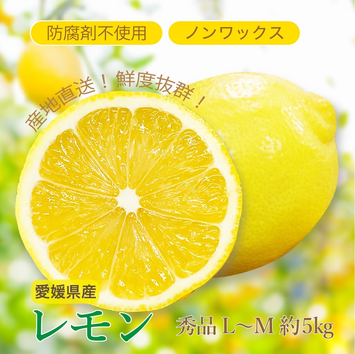 予約商品 愛媛県産レモン 秀品 L〜M 約5kg ノンワックス 送料別途 国産 産地直送 れもん 青果