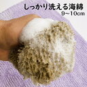 海綿スポンジ泡立つ海綿ボディケア ボディ洗いしっかり洗える 男性にもウール乾燥時最長幅9〜10cm　SSサイズ女性の手…