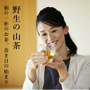 送料無料 「野生茶」 手炒り 釜炒り 山茶 農薬不使用 無肥料 安全 安心 熊本産 からだに優しい 懐かしい 大正 昭和のお茶 日本のお茶 ..