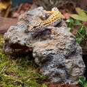爬虫類シェルター テラリウム 小 (S) 隠れ家 水槽 亀 トカゲ 両生類 飼育 バスキングスポット 熱帯魚 水槽内アクセサリー オーナメントオブジェ 装飾 岩