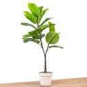 観葉植物 フェイクグ リーン 光触媒 ウンベラータ 高さ70cm×幅30cm×奥行40cm 造花 インテリアグリーン 緑