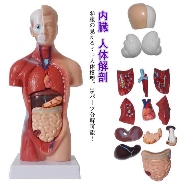 サイズ：高さ28cm 15パーツ 対象年齢12歳以上 お腹の見えるミニ人体模型。15パーツ分解可能！28cm高さのユニセックスタイプ人体模型です。お腹の内部が見え、各パーツ取り外し可能です。 サイズFサイズについての説明サイズ：高さ28cm 15パーツ 対象年齢12歳以上素材PVC色写真色備考 ●サイズ詳細等の測り方はスタッフ間で統一、徹底はしておりますが、実寸は商品によって若干の誤差(1cm?3cm )がある場合がございますので、予めご了承ください。●製造ロットにより、細部形状の違いや、同色でも色味に多少の誤差が生じます。●パッケージは改良のため予告なく仕様を変更する場合があります。▼商品の色は、撮影時の光や、お客様のモニターの色具合などにより、実際の商品と異なる場合がございます。あらかじめ、ご了承ください。▼生地の特性上、やや匂いが強く感じられるものもございます。数日のご使用や陰干しなどで気になる匂いはほとんど感じられなくなります。▼同じ商品でも生産時期により形やサイズ、カラーに多少の誤差が生じる場合もございます。▼他店舗でも在庫を共有して販売をしている為、受注後欠品となる場合もございます。予め、ご了承お願い申し上げます。▼出荷前に全て検品を行っておりますが、万が一商品に不具合があった場合は、お問い合わせフォームまたはメールよりご連絡頂けます様お願い申し上げます。速やかに対応致しますのでご安心ください。 人体模型 内臓模型 15パーツ 28cm 内臓人体模型 人体解剖 模型 胴体解剖モデル 人体標本 人体モデル 全身模型 全身標本 人体 内臓 トルソー