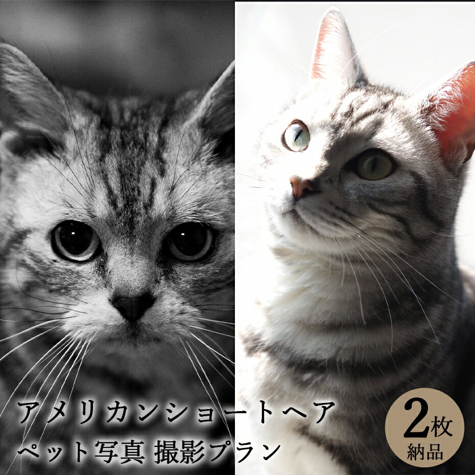 楽天Life Photo STUDIO 栄光社【ペット写真】猫　ねこ　アメリカンショートヘア　2枚 納品 ペット ペット写真 思い出 記念日 写真館 スタジオ 写真撮影 カメラ 一眼レフ プロカメラマン データ納品 栄光社 兵庫県 加西市