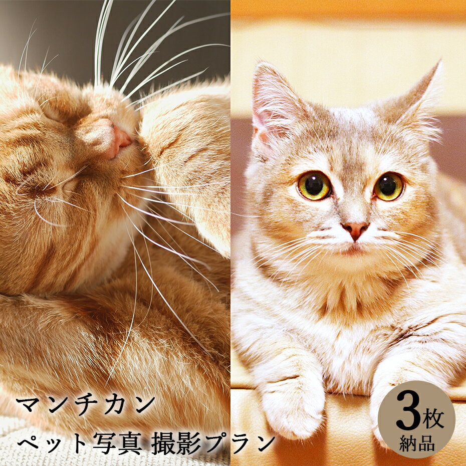 【ペット写真】猫　ねこ　マンチカン　3枚 納品 ペット ペット写真 思い出 記念日 写真館 スタジオ 写真撮影 カメラ 一眼レフ プロカメラマン データ納品 栄光社 兵庫県 加西市