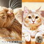 【ペット写真】猫　ねこ　マンチカン　5枚 納品 ペット ペット写真 思い出 記念日 写真館 スタジオ 写真撮影 カメラ 一眼レフ プロカメラマン データ納品 栄光社 兵庫県 加西市