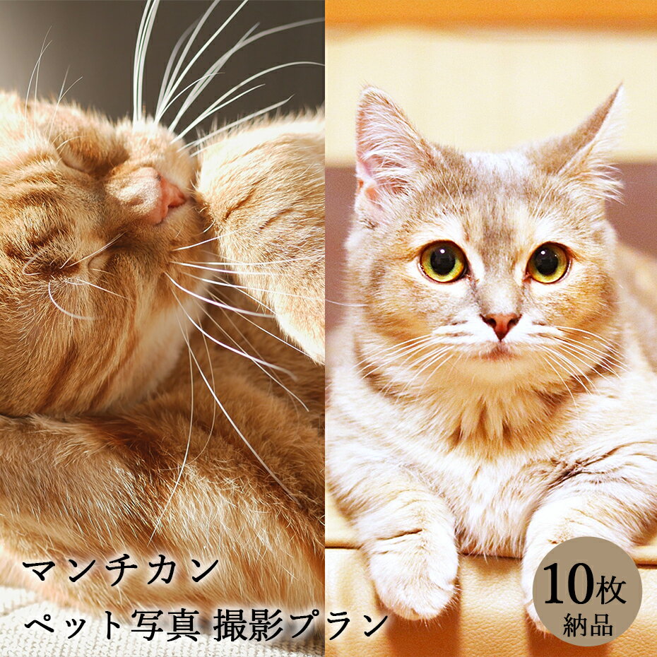 【ペット写真】猫 ねこ マンチカン 10枚 納品...の商品画像