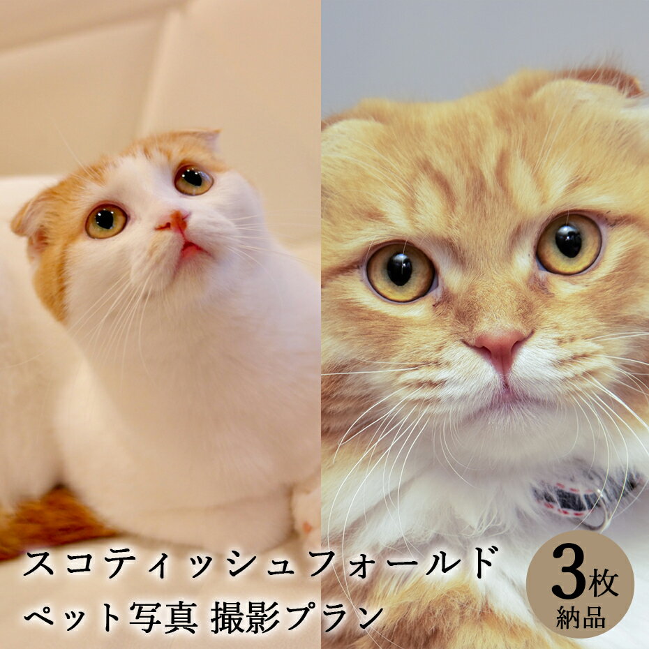 【ペット写真】猫　ねこ　スコティッシュフォールド　3枚 納品 ペット ペット写真 思い出 記念日 写真館 スタジオ 写真撮影 カメラ 一眼レフ プロカメラマン データ納品 栄光社 兵庫県 加西市